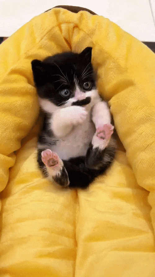 ПРЕЛЕСТНЫЙ УСАЧ 😻