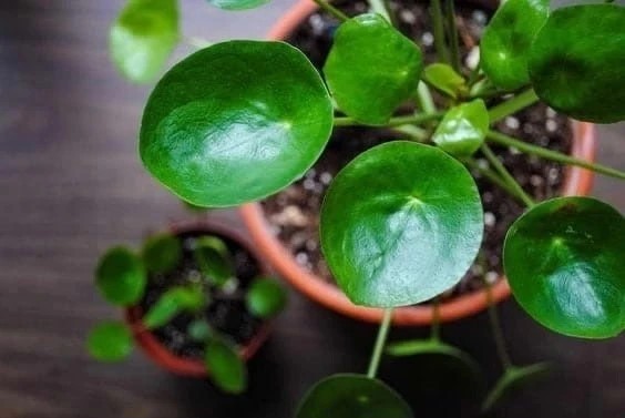 Фото
