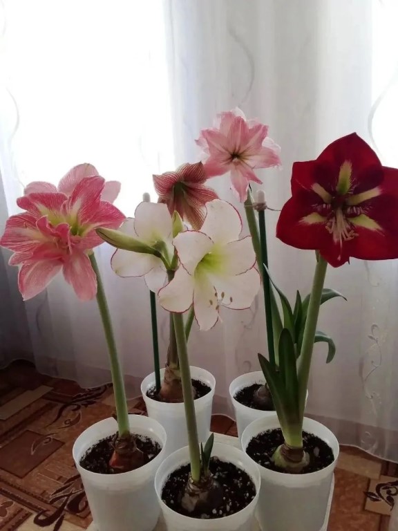 Фото