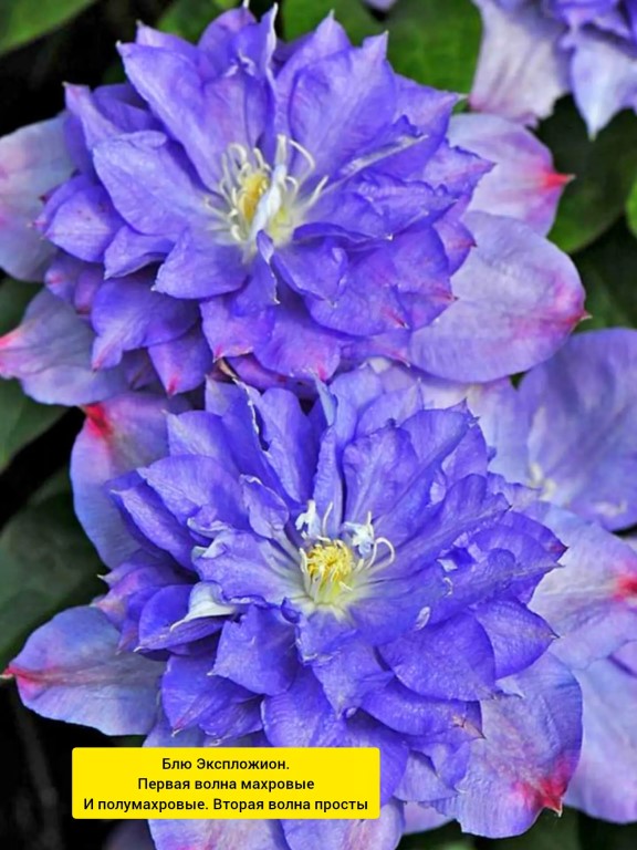 Фото