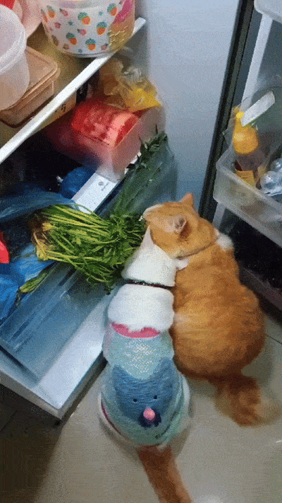 НОЧНОЙ ДОЖОР 😺