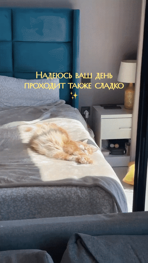 Добрый Мурзик 😻