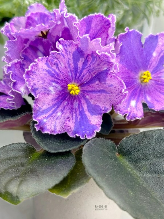 Фото