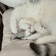 Милые Котики 🐱