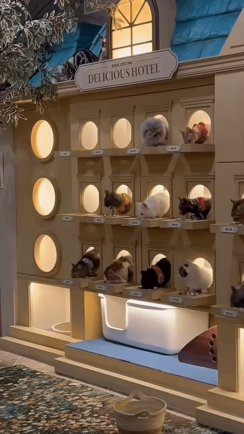ВРЕМЯ ОБЕДА В КОШАЧЬЕЙ ГОСТИНИЦЕ 😻