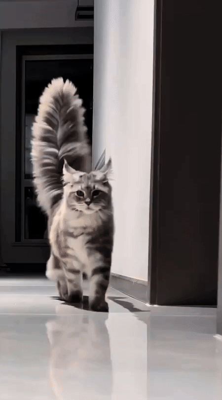НА ЗАВИСТЬ ПАВЛИНУ 😺

Добрый Мурзик 😻