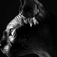 Кот Костян
