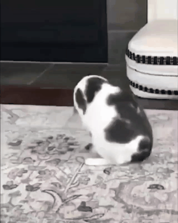 круговорот котов в природе