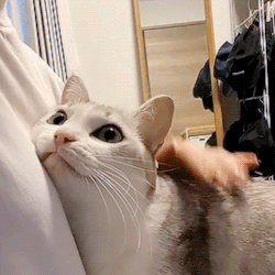 🤯 Учёные выявили связь между кошками и шизофренией

У людей, которые держат в доме кошку, вероятнос