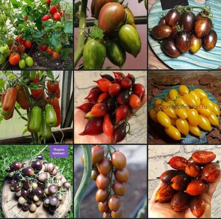 Фото