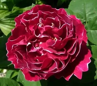 Фото