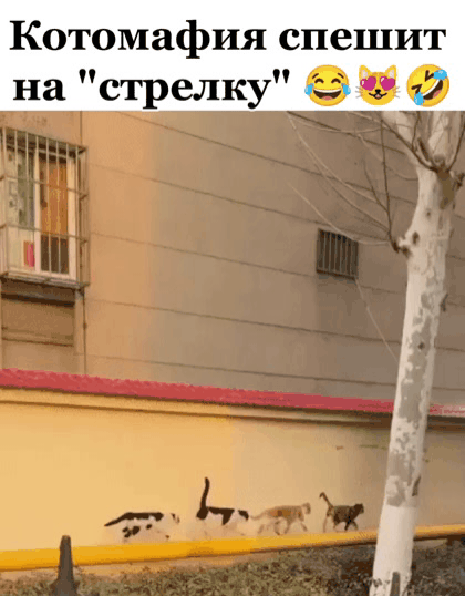Добрый Мурзик 😻