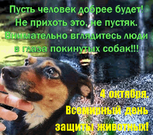 Помочь может каждый: словом, кормом или просто не оставаясь равнодушным 🫠.