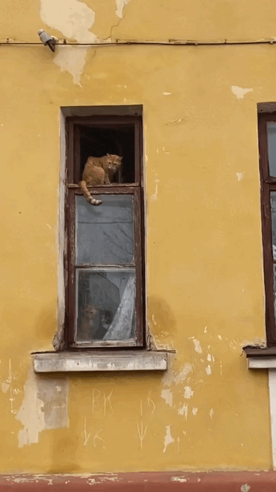 ИСТОРИЯ ОДНОГО ОКНА 😺