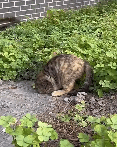 ВЕЗДЕ НАЙДЁТ И ИЗ-ПОД ЗЕМЛИ ДОСТАНЕТ 😺