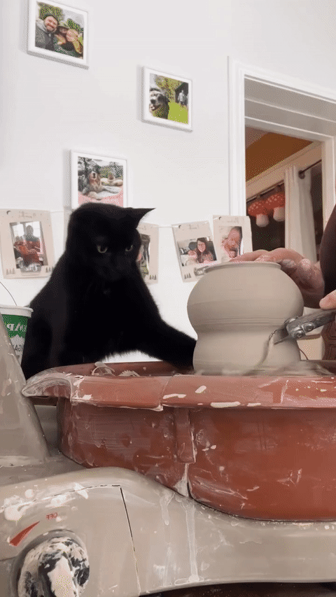 ШЕДЕВРЫ СОЗДАННЫЕ ЛАПКАМИ 😺🏺