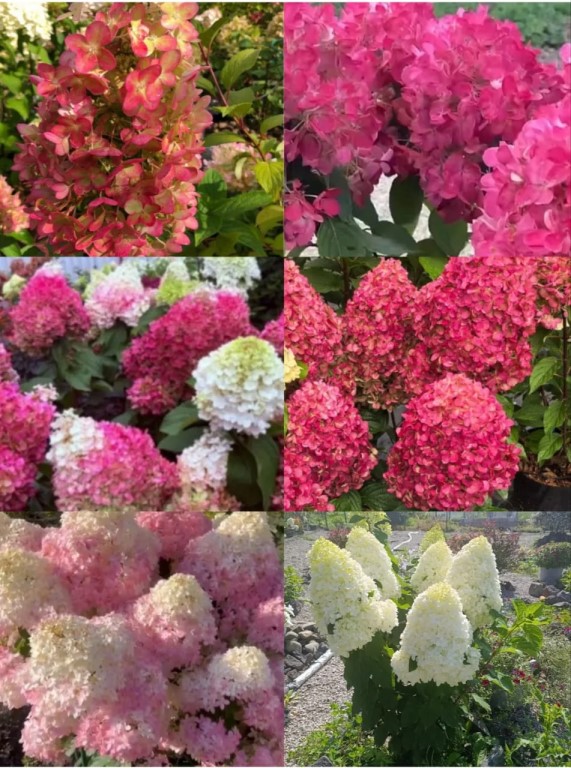 Фото