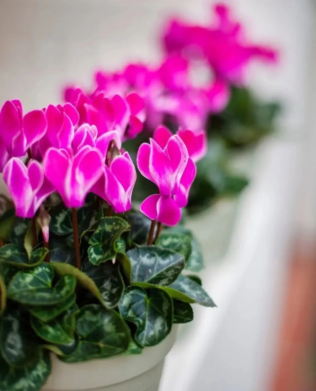 Фото
