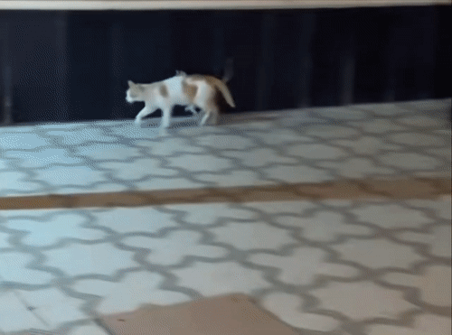 НЕ ОТСТАЮ ОТ МАМУЛЬКИ 😺