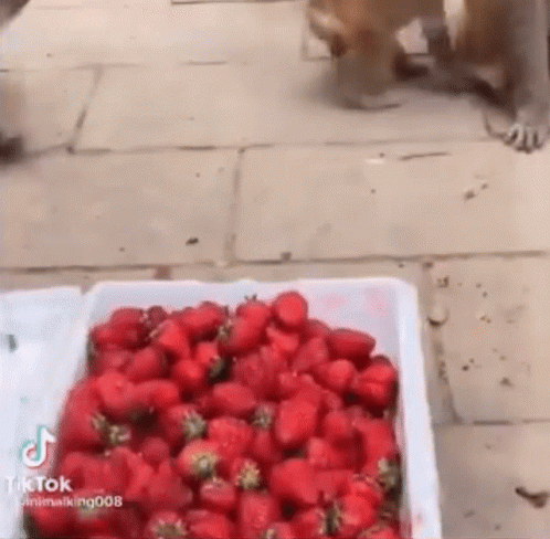 🍓 Список мест, где можно самостоятельно пособирать клубнику в Подмосковье 

👉Ферма «Красная Слобод