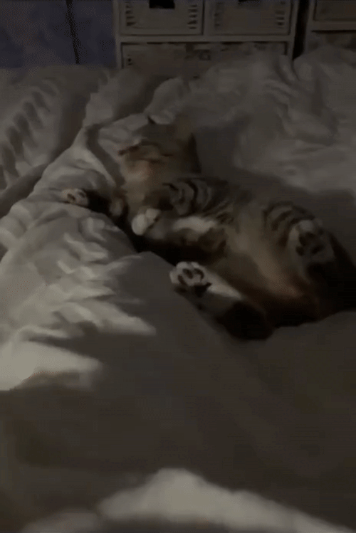 😺     😺     😺     😺     😺     😺     😺