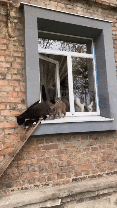 - И ЧТОБЫ В ДЕВЯТЬ ВСЕ БЫЛИ ДОМА ! 😺