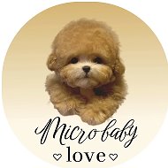 МАЛЬТИПУ, ПУШОН, ТЕДДИ ПУДЕЛЬ, БИШОН 🐶TEACUP_MICRO_BABY ♥️ LOVE ♥️
