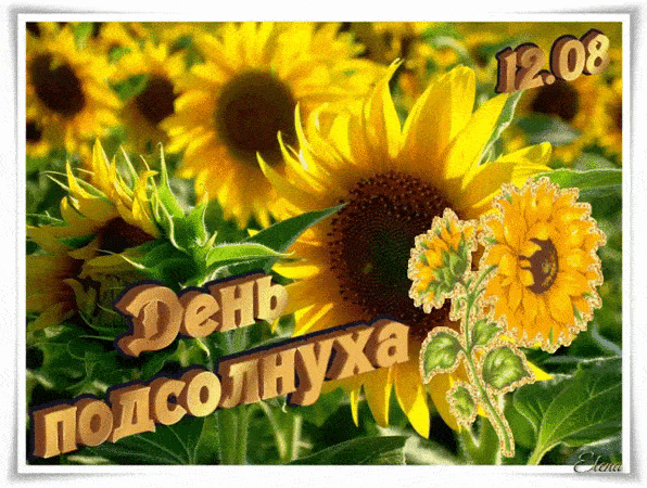12 августа - День подсолнуха!🌻