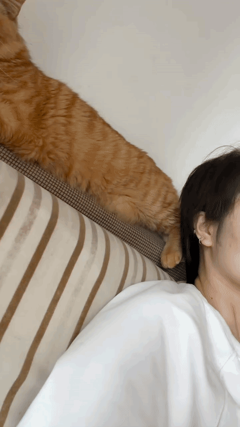 НЕ НАРУШАЙТЕ МОЁ ЛИЧНОЕ ПРОСТРАНСТВО 😺

Добрый Мурзик 😻