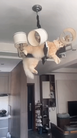 6 ОКТЯБРЯ - ДЕНЬ ВИСЕНИЯ НА ЛЮСТРЕ 😺