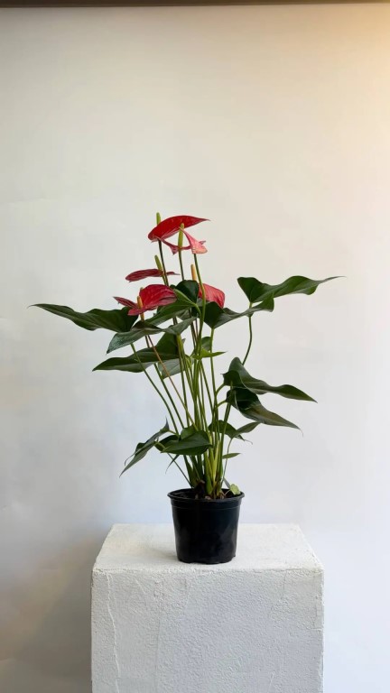 Фото
