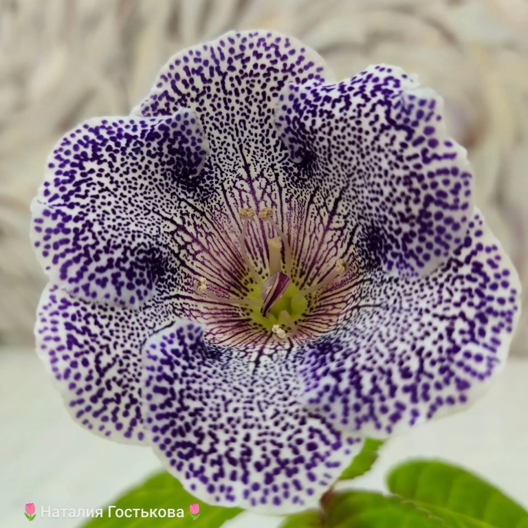 Фото