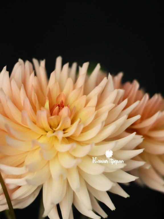 Фото