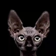 Котики Костяна