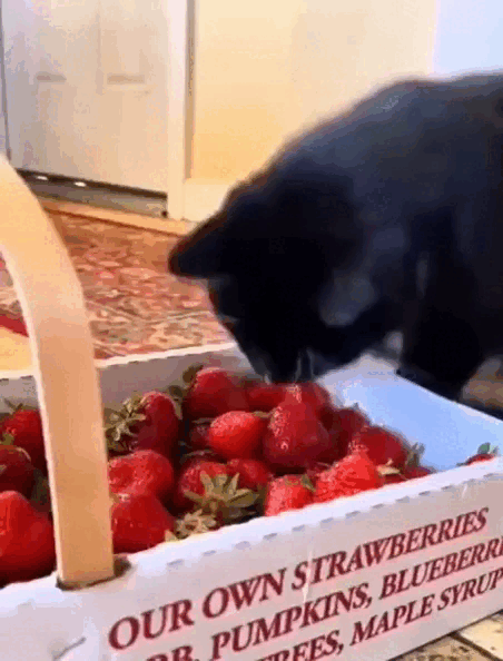 НАКОНЕЦ-ТО ВИТАМИНЧИКИ ПОШЛИ 😺🍓