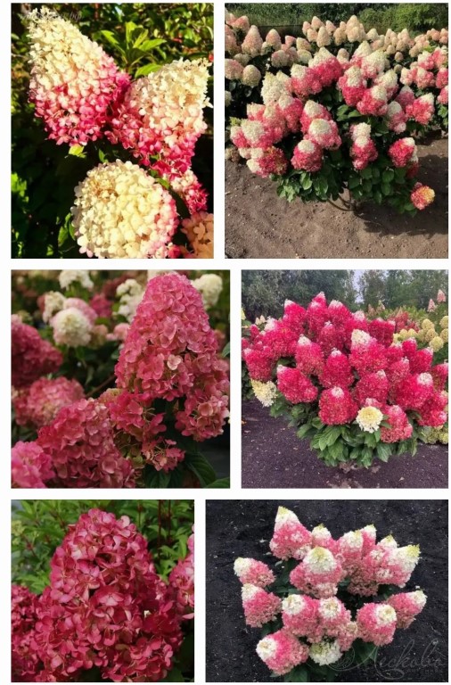 Фото