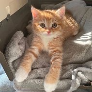 Обои