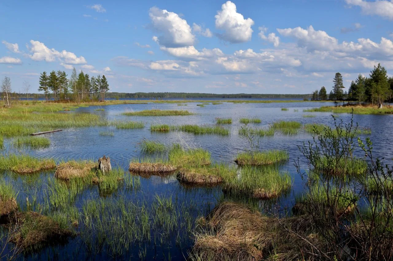 Лососинное