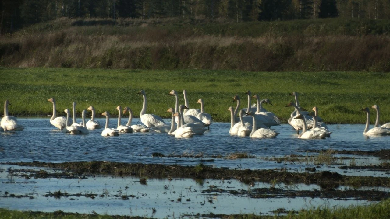 🦢 Лебединый клин приземлился во Всеволожском районе