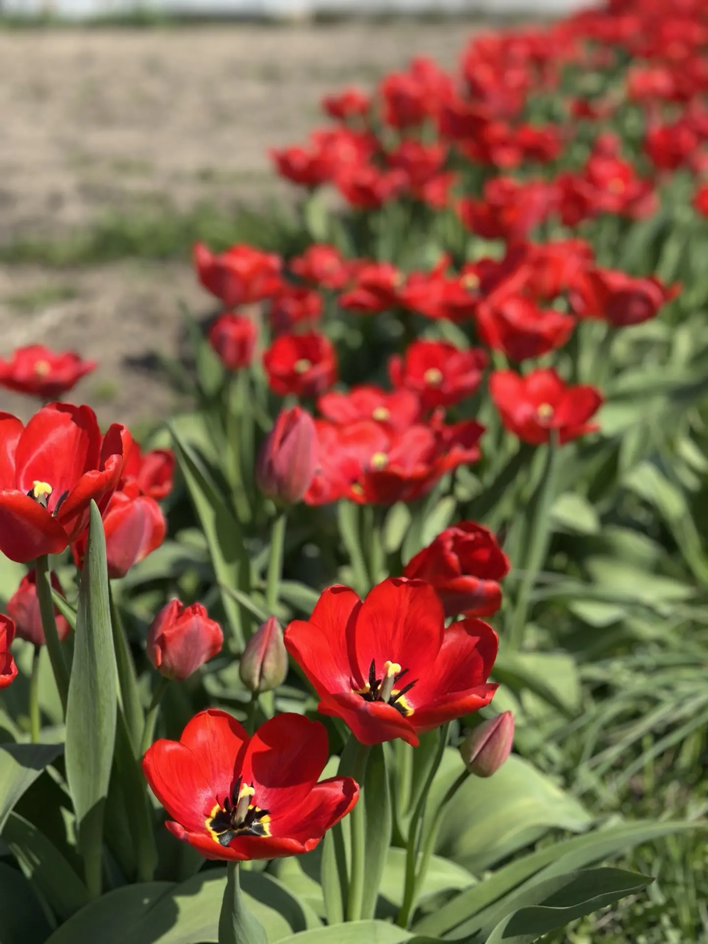 Весеннее заглядение 🌷