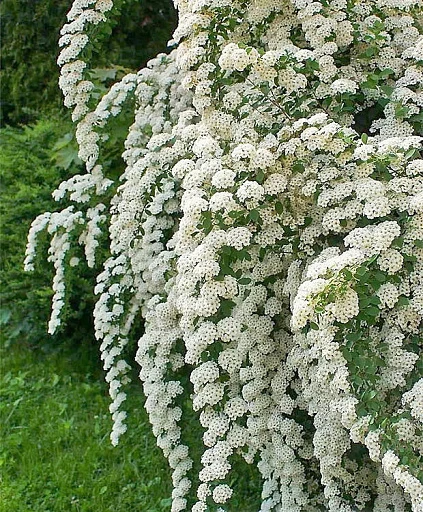 🌸 Спирея ниппонская «Джун брайд» — нежность, которую хочется рассматривать снова и снова