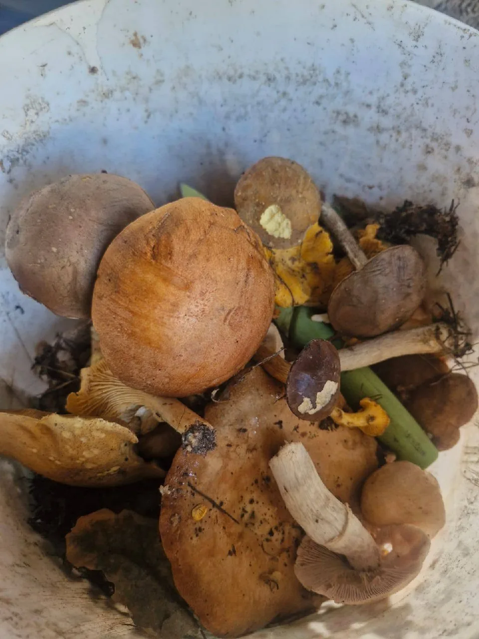 Грибной сезон продолжается в регионе 🍄‍🟫
