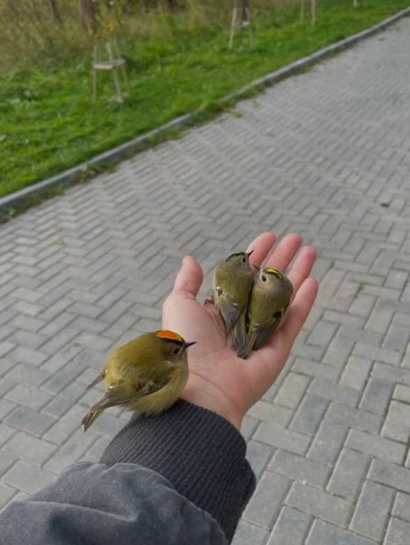 🐦 В Зеленоградске вдоль дороги нашли десятки мёртвых и оглушённых маленьких птиц.