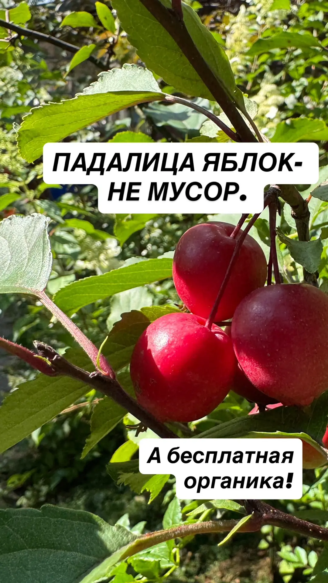 🍂 Падалица: не мусор, а бесплатная органика