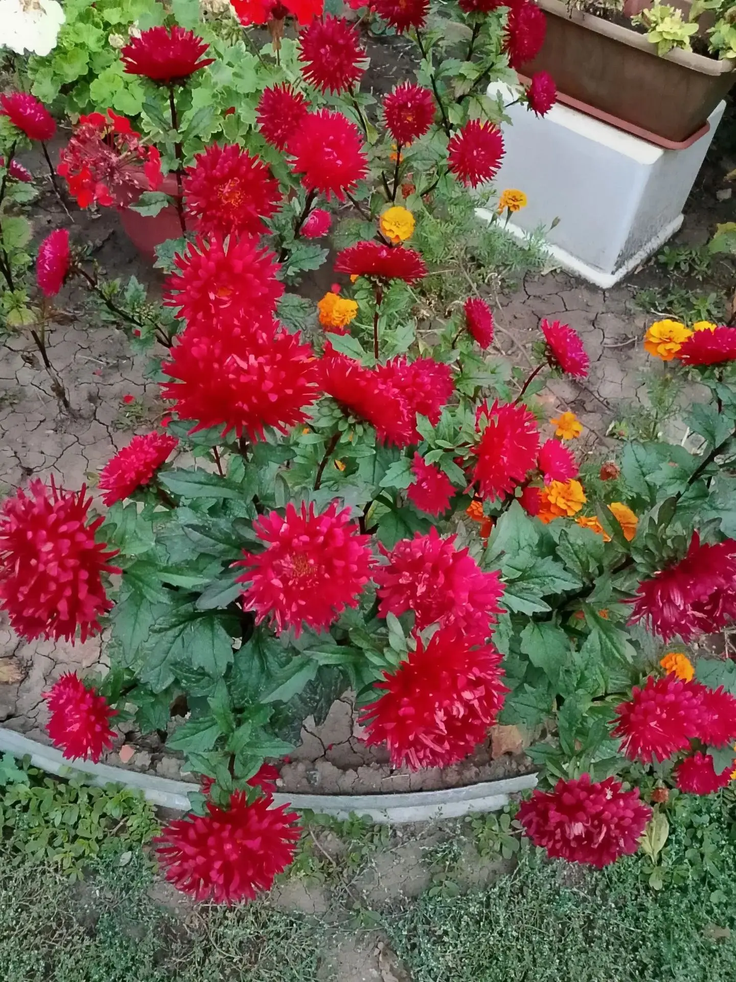 Краски осени от Натальи Джубанткалиевой из Первомайского 🌺