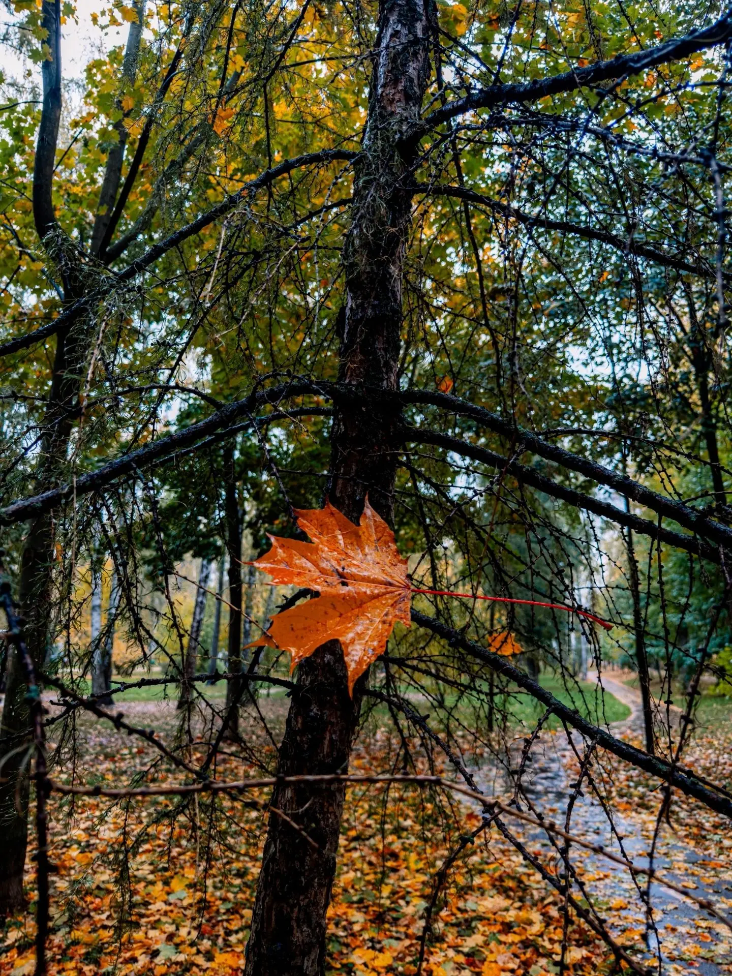 Парк. Осень. Дождь. 🍂🌧️