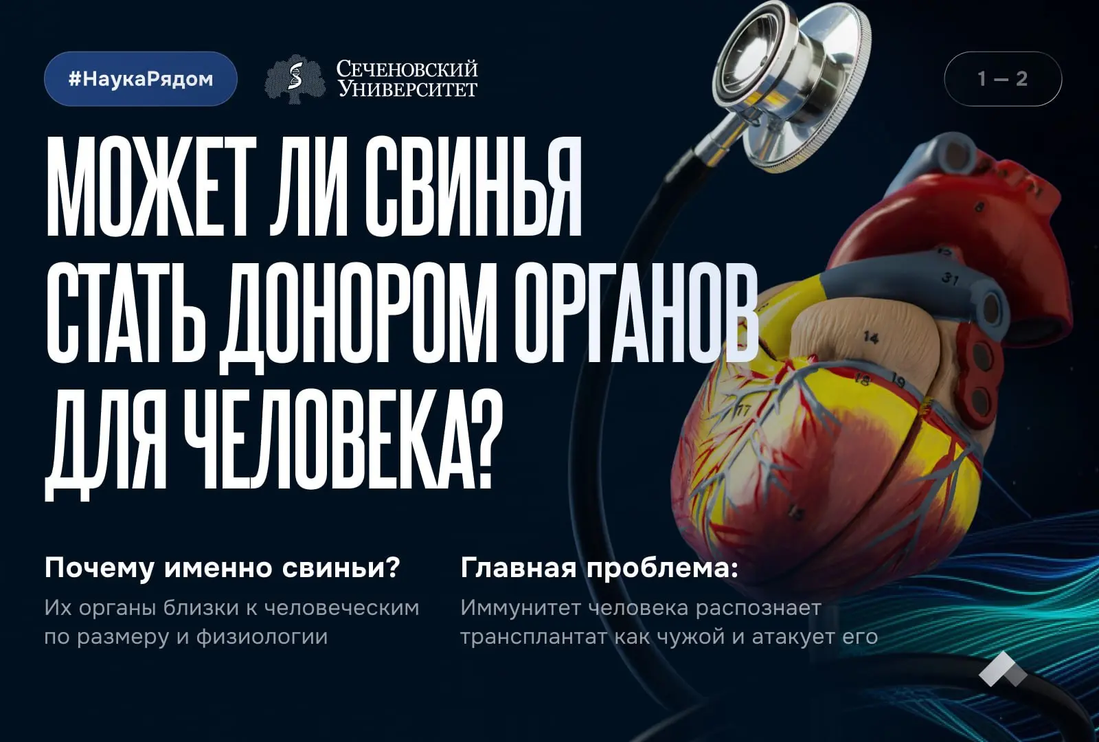 #Приоритет2030: Ксенотрансплантация все ближе к реальной медицине 🧬