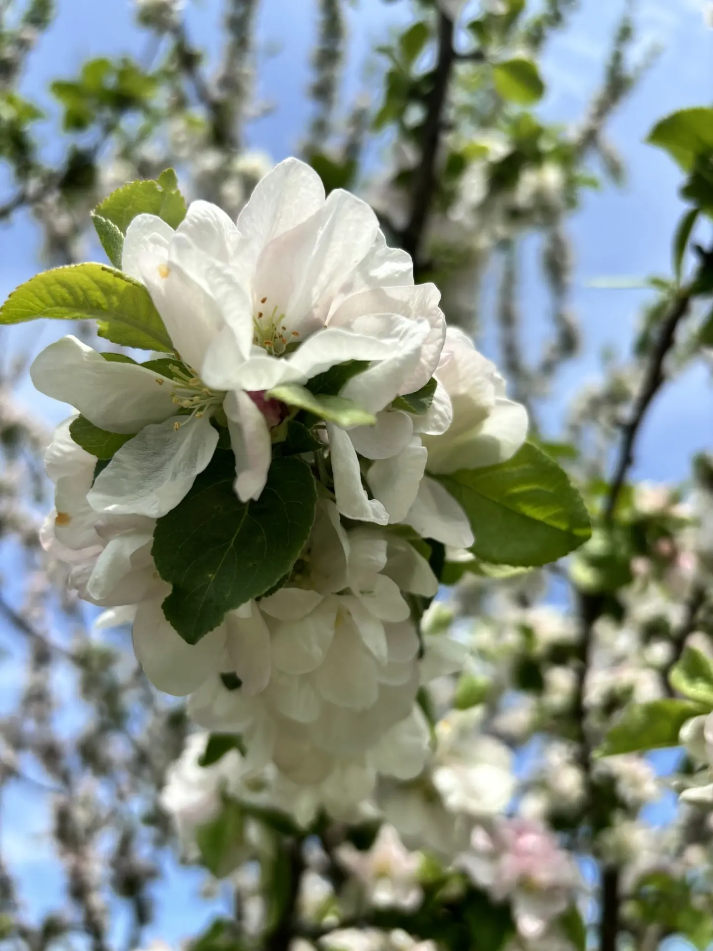 Не проходите мимо красоты🌸  Хорошей недели, Новомосковск 💕