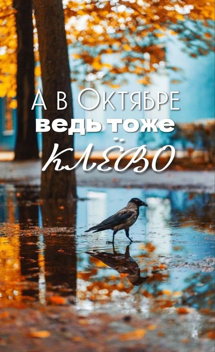 Прекрасного тебе начала нового дня! 🍁🍂🌲