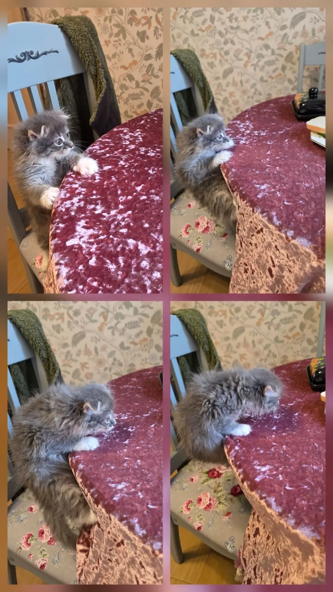 Маленький пиздюк 🤣